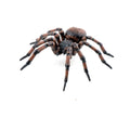 Papo Wild Life in the Garden Common Spider Toy Figure